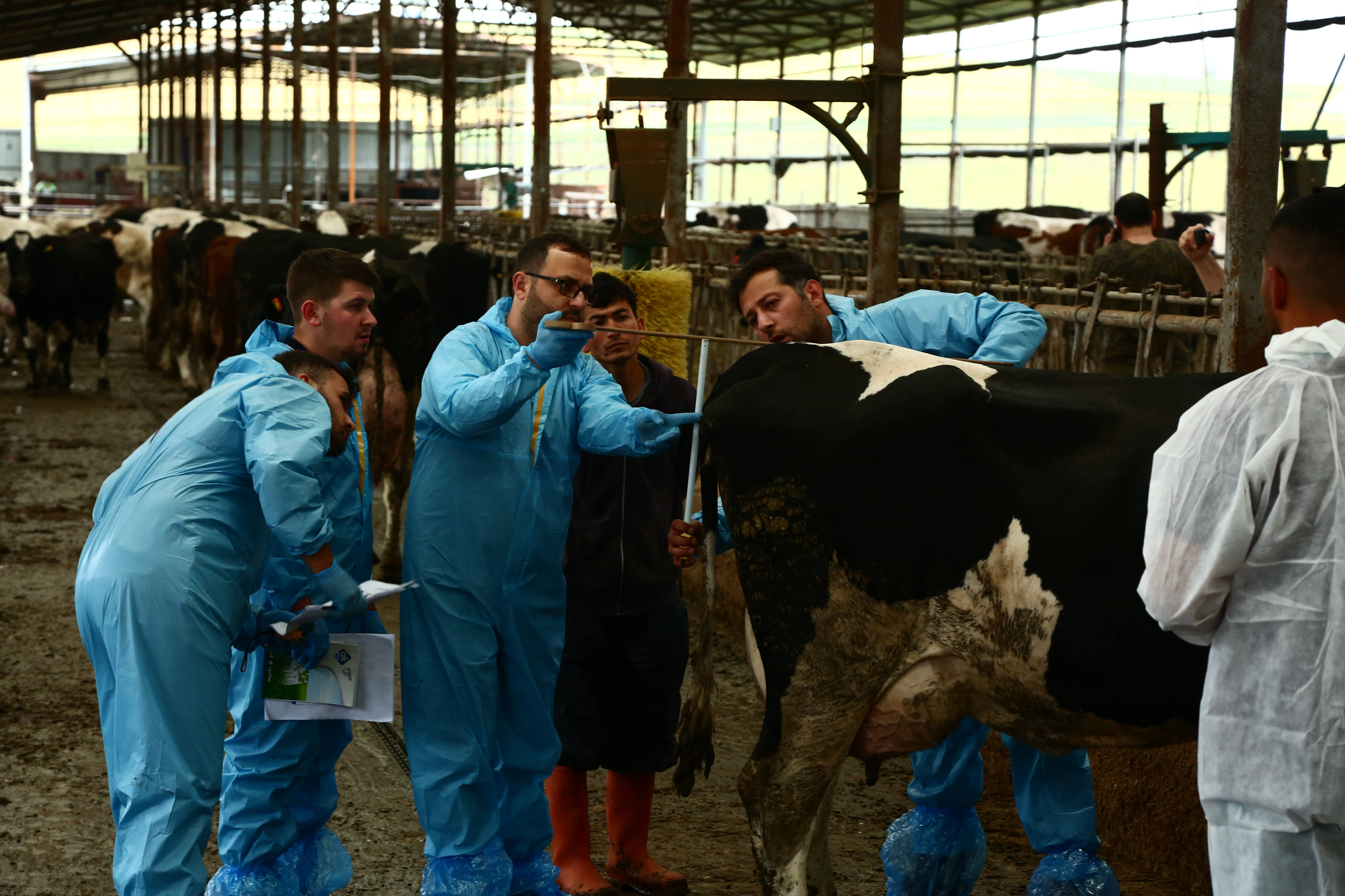Holstein Irkı Sığırlarda Tip Sınıflandırması ve Vücut Kondisyonu Değerlendirme Eğitimi Amasya’da Gerçekleştirildi