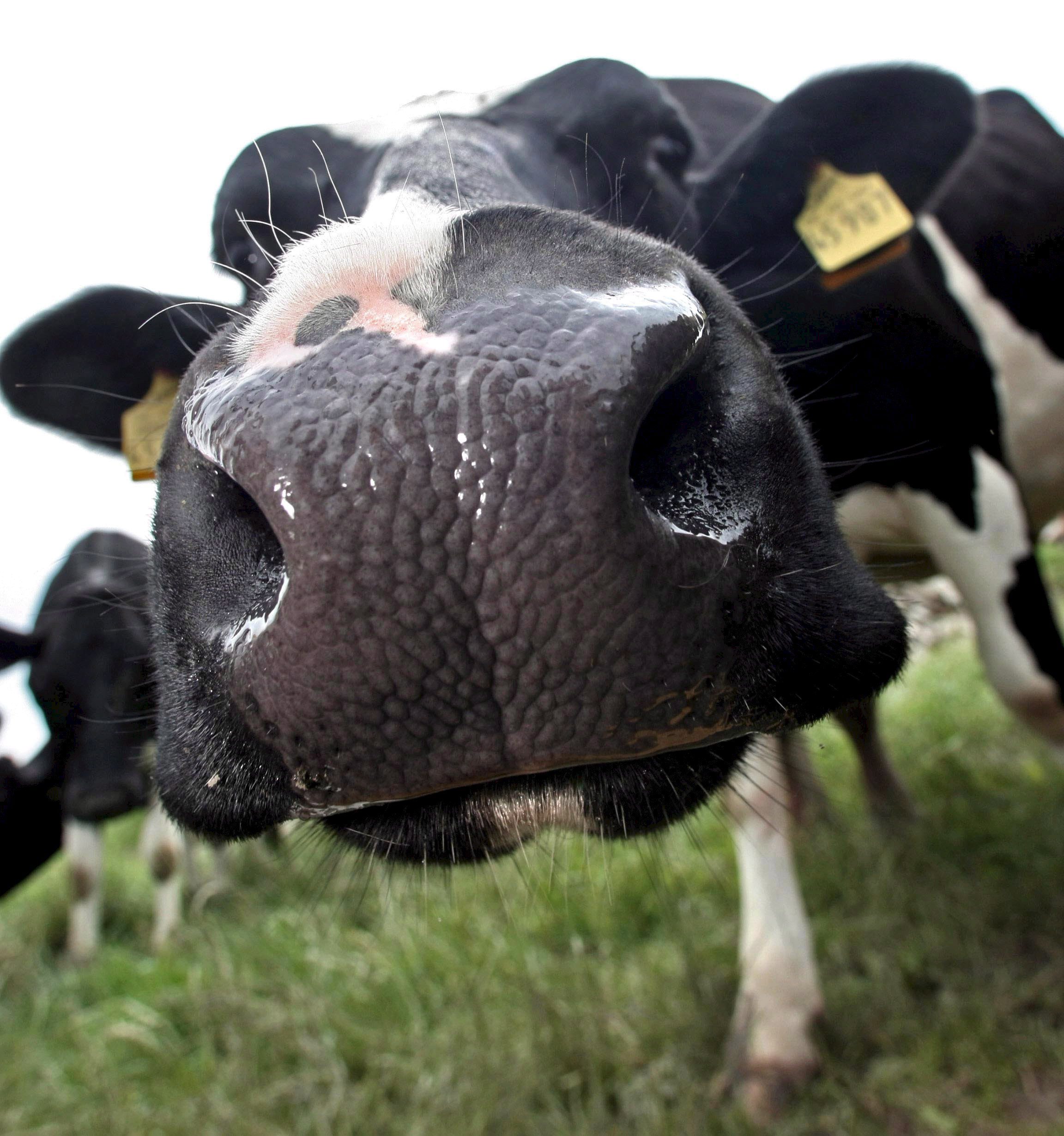 Sığırları Damızlık Sığır Yetiştiricileri Birliği Küpeleyecek-Sonsöz Gazetesi...