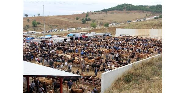 KASTAMONU HAYVAN PAZARI’NDA ÜST DÜZEY ÖNLEM ALINDI