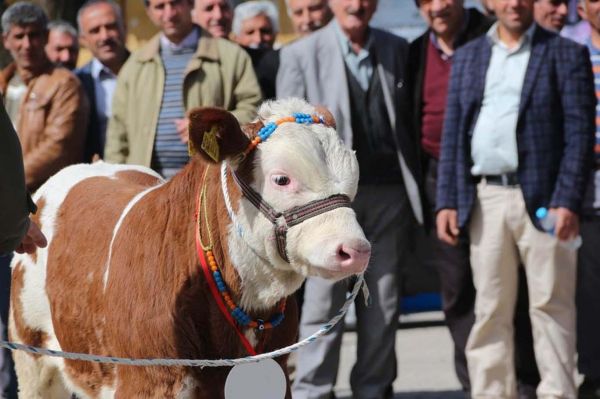 Bingöl`de Buzağı Yarışması Yapıldı-Güneydoğugüncel Gazetesi