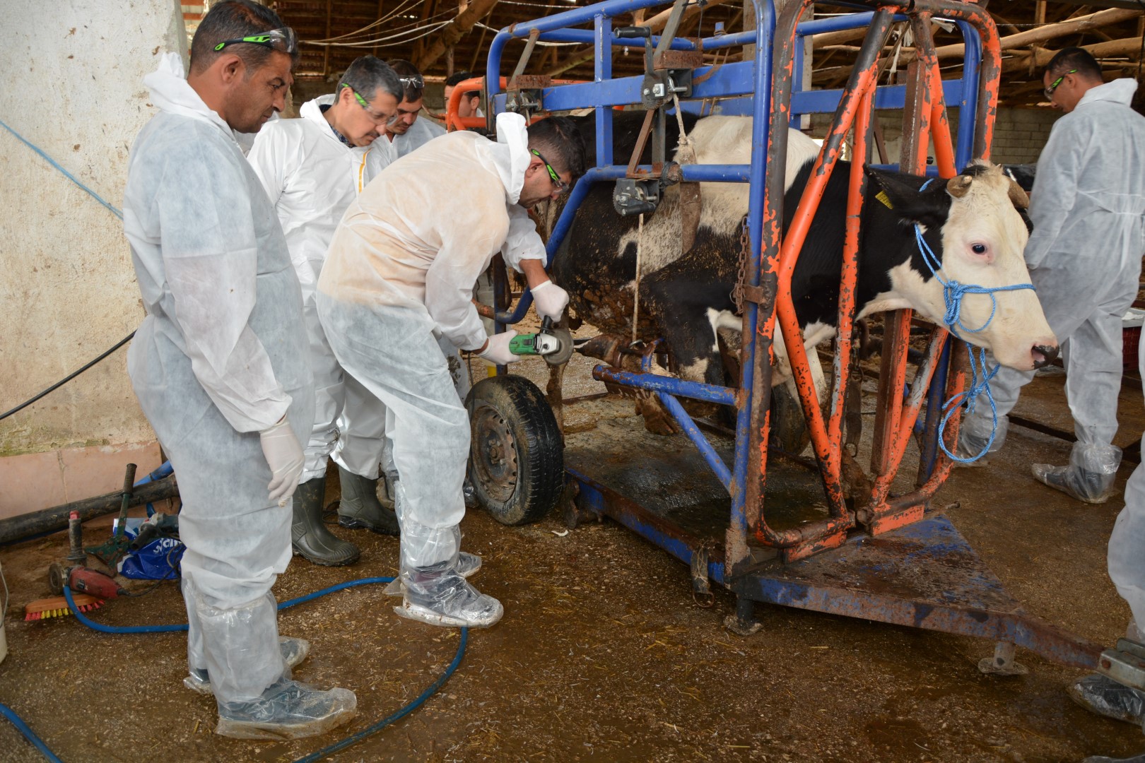 Sığırlarda Ayak Hastalıkları ve Tırnak Bakımı Kursu ile Mobil Tohumlama Eğitimi Burdur’da Gerçekleştirildi