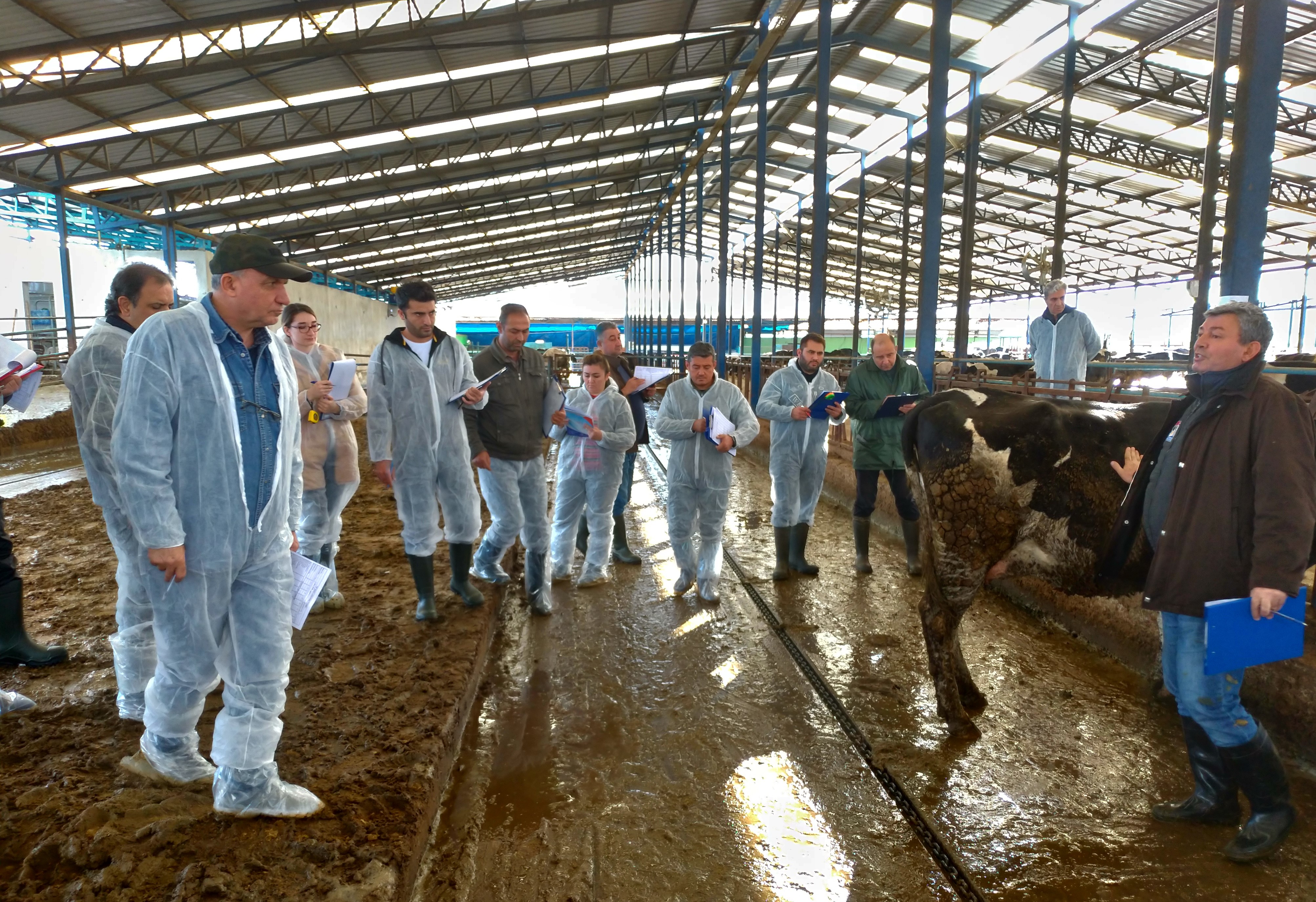 Sütçü Sığırlarda Tip Sınıflandırma Eğitimi İzmir’de Gerçekleştirildi